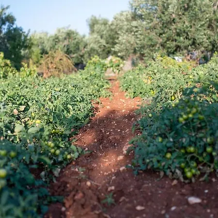 Lacorte Di Ninetta. Остуни