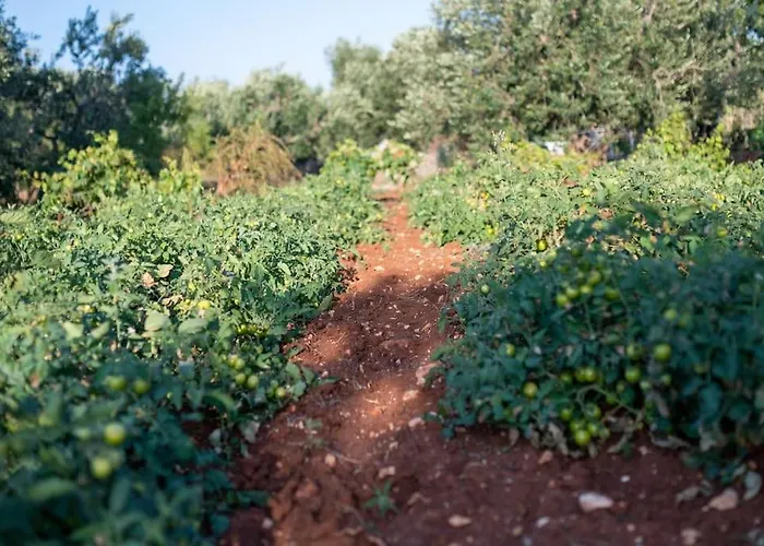 Lacorte Di Ninetta. Ostuni